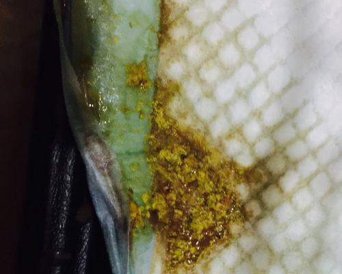 刚出生小狗拉虫卵，如何应对？（养狗必备，解决拉虫卵问题的方法！）