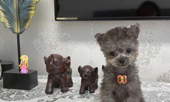体验茶杯犬的玩具世界（与灰泰迪一起畅游玩具世界，爱上茶杯犬的小清新）