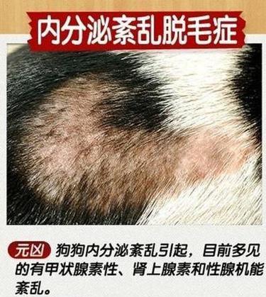 探讨萨摩耶犬脱毛症的病因和治疗方法（宠物萨摩耶犬的健康问题，如何预防和治疗脱毛症）