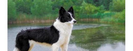 如何解决边境牧羊犬肥胖问题（宠物养成必看，边境牧羊犬肥胖的原因和对策）