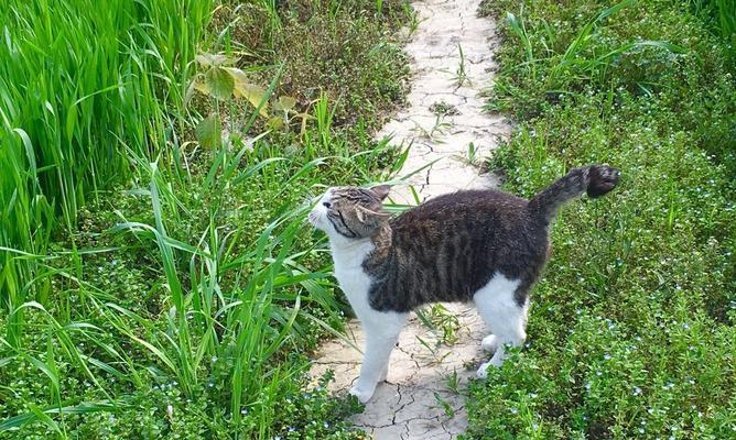 路边小猫的故事（一个被善待的小生命）
