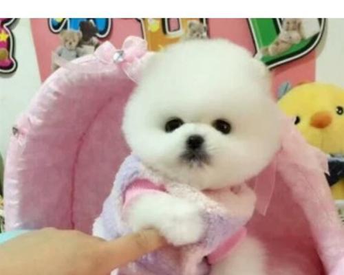 博美犬的神奇血统（揭秘狐狸和狗在博美犬血统中的角色）