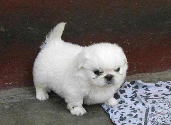 京巴犬常见问题剖析（了解这些问题，让你成为一个负责任的宠物主人）