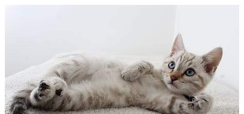 为什么猫咪老是一直摇尾巴？（探究猫咪摇尾巴的原因与意义）