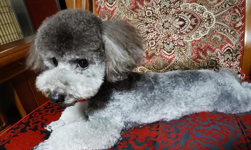 贵宾犬的配种技巧（让宠物健康繁衍的贴心指南）