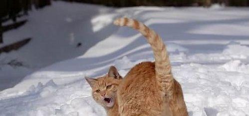 猫咪被冻傻的惊险瞬间（一只小猫在冬天的极度挑战下被冻傻了）