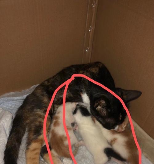 小猫没满月大便问题详解（喂养、排便习惯、疾病防治）