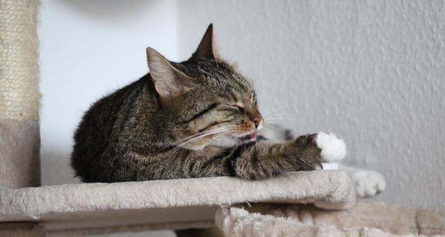 三个月小猫每分钟呼吸次数过多的原因及应对措施（呼吸异常、健康重要性、宠物养护）