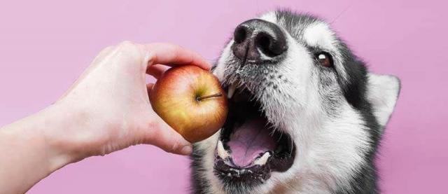 如何应对宠物犬的中毒事件（宠物狗中毒应对指南，以狗狗为主）