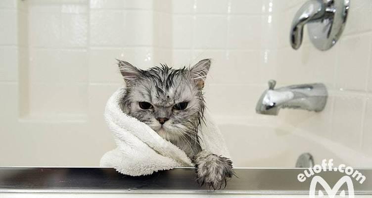 猫咪洗澡的正确方法（15个步骤教你轻松给猫咪洗澡）