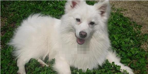银狐犬的饲养与护理（了解银狐犬，打造温馨家庭）