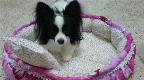 如何预防和处理蝴蝶犬中暑（宠物爱护指南，了解蝴蝶犬中暑）