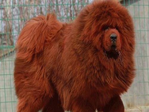 以松狮犬繁殖为主题的指南（了解松狮犬的繁殖方式及注意事项）