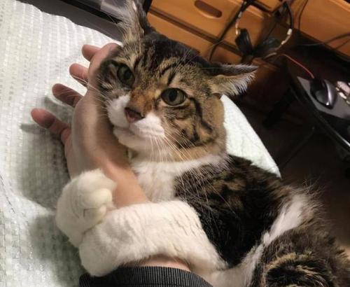 中国狸花猫的饲养方法（从喂养到健康，关爱你的爱宠）