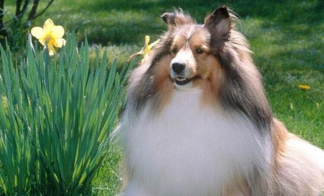 喜乐蒂牧羊犬的渊源（探寻喜乐蒂牧羊犬的历史和性格特征）