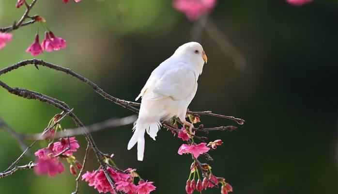 钟雀饲养方法全解析（从饲料到环境，如何打造健康可爱的钟雀宝宝）