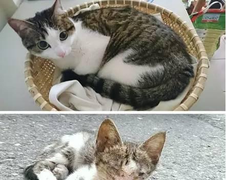 如何合理养护流浪猫（宠物养护指南，走近流浪猫的世界）