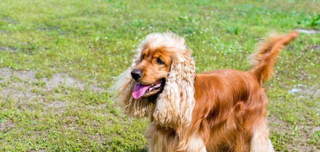 英国雪达犬饲养全攻略（了解如何照顾这种优秀的工作犬）