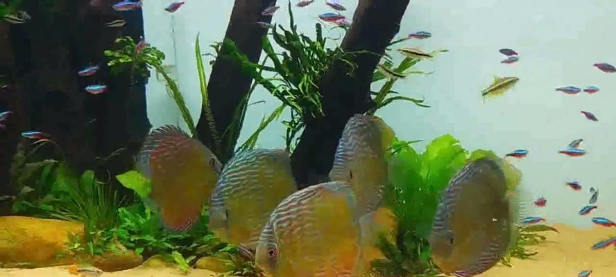黑格尔野生七彩的饲养方法（打造水族箱中的七彩盛宴）