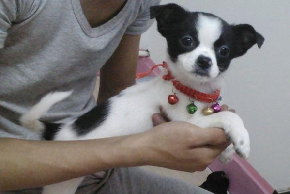 以蝴蝶犬串串为代表的宠物特征剖析（了解这些，让你更了解你的宠物）