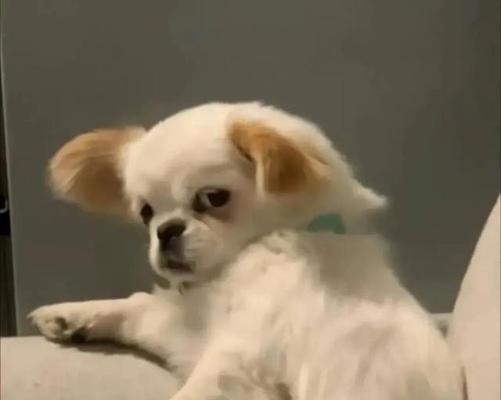 萨摩耶犬脱毛症的成因及治疗方法