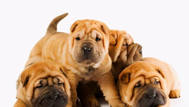 芬兰猎犬的饲养方法（照顾你的芬兰猎犬，让它健康成长）