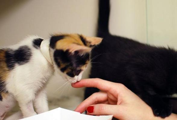 土猫食谱大公开！（从宠物的健康出发，让你的土猫健康快乐生活）