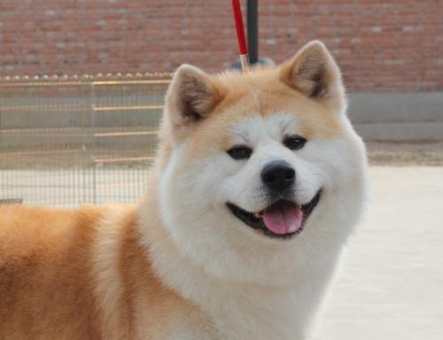 秋田犬——忠诚、勇敢、坚毅（揭秘秋田犬的性格特点与饲养技巧）