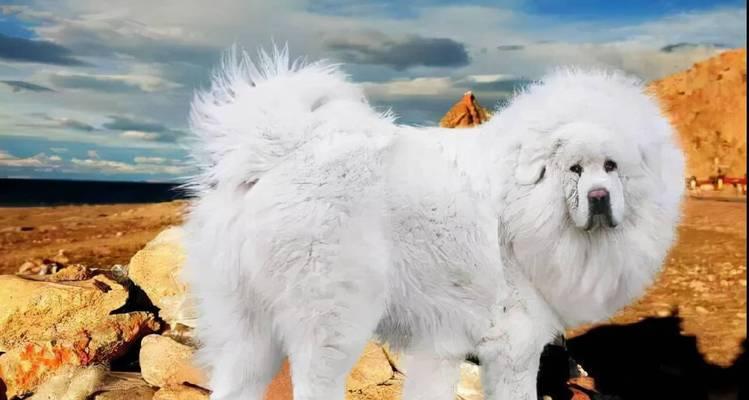 秋田犬美容护理指南：让你的犬儒更加迷人