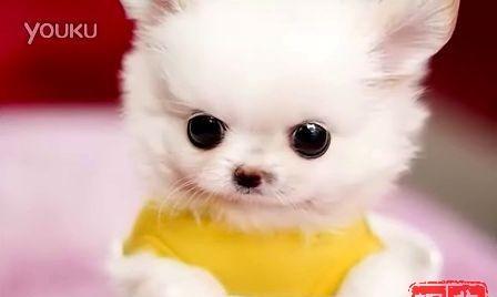 如何正确饲养茶杯犬（宠物茶杯犬的喂养、保健和训练）