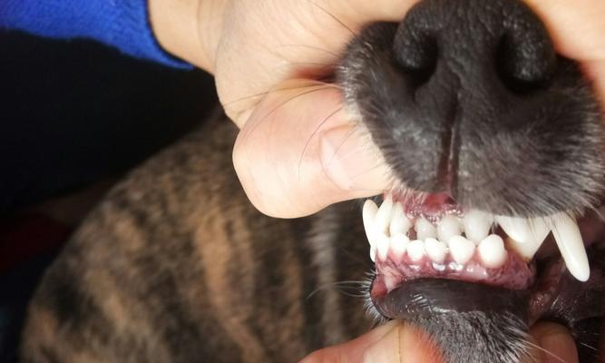 爱犬的口腔健康（专家教你养成好习惯，预防口腔疾病）