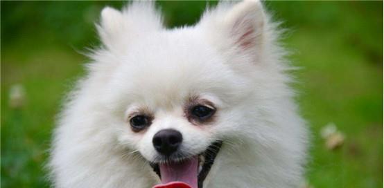 银狐犬的饲养方法（掌握银狐犬的饮食、运动、训练等方面知识）