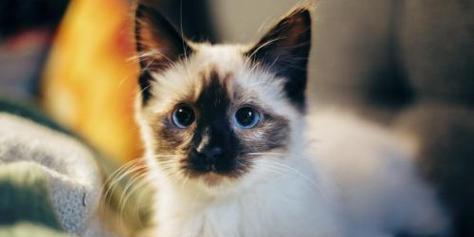暹罗猫的饲养秘籍（一步步教你如何养育可爱的暹罗猫）