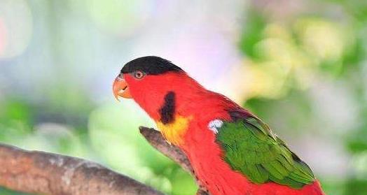 如何正确饲养鳞胸吸蜜鹦鹉（以宠物为主，让你的鹦鹉健康快乐）