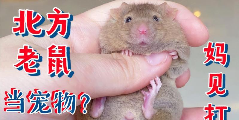 白老鼠的饲养方法（科学饲养，健康成长）
