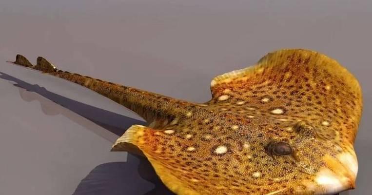 铁嘴鱼饲养方法详解（打造美丽水族箱的关键是如何饲养铁嘴鱼）