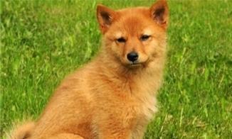 以芬兰猎犬为宠物的饲养方法（从选购到训练，让你成为最好的主人）