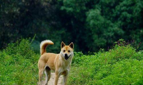 以巴吉度幼犬喂养小常识（宠爱你的狗宝宝，从饮食开始/巴吉度幼犬喂养注意事项全解）