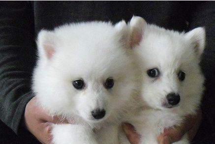 银狐犬饲养指南（如何照顾你的银狐犬）