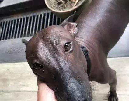 墨西哥无毛犬的饲养指南（无毛犬的特点、饲养环境、饮食、训练、健康等方面详解）
