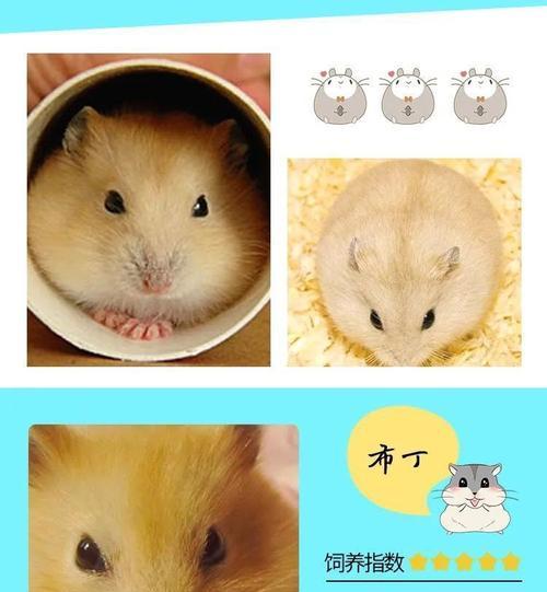 布丁仓鼠的饲养方法详解（如何打造一个舒适幸福的家庭环境）