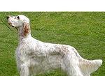 英国雪达犬的饲养指南（如何养护健康活泼的雪达犬）