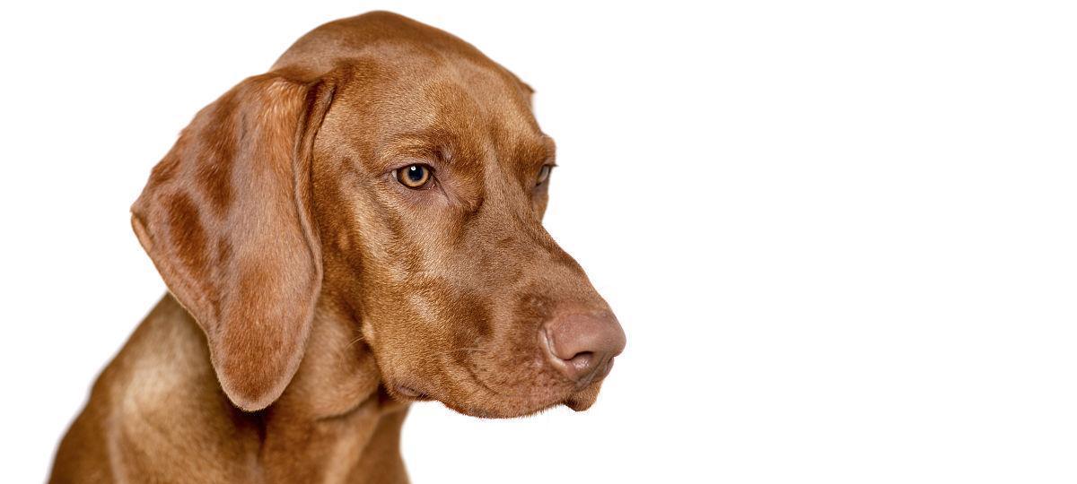 马扎尔犬饲养指南（了解马扎尔犬的特性，打造快乐的犬生）