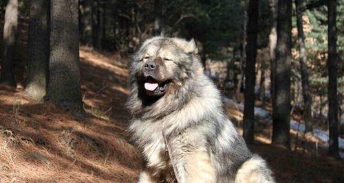 大瑞士山地犬的饲养方法（从宠物狗到工作犬，全面了解大瑞士山地犬饲养的技巧）