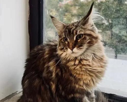 如何养护缅因猫（缅因猫的养护方法及重点关注点）
