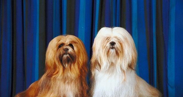 养护犬，让你的宠物健康快乐成长（从日常饮食到运动活动，全面了解犬的养护要点）