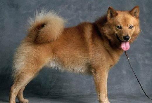 芬兰猎犬的饲养指南（专业饲养方法和技巧，提高养犬效果）