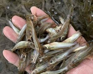 黑龙鱼的饲养方法（打造居家水族箱的完美选择）