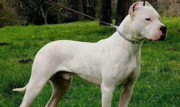 墨西哥无毛犬的饲养全指南（了解这个古老品种的秘密，让你成为专业的无毛犬主人）