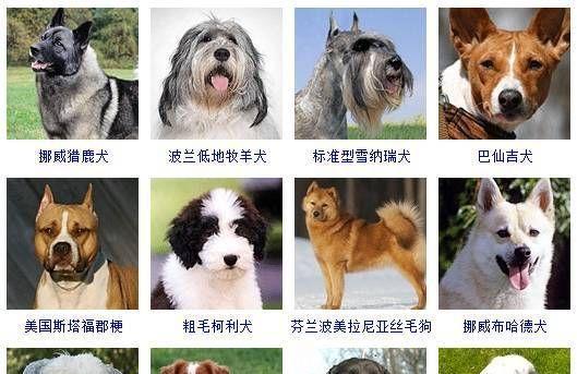 如何正确饲养芬兰猎犬（宠物爱好者必读，从幼犬到成年犬的全面指南）